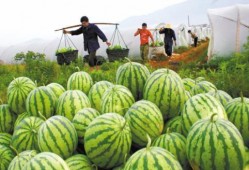 夏日吃瓜过瘾,瓜果飘香——畅享清凉解暑美食之旅