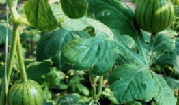 粤港瓜王吃瓜,一场吃瓜盛宴的巅峰对决