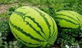 经纬瓜怎么吃,解锁美味新体验