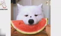 萨摩耶吃瓜,一只狗狗的清凉美食之旅