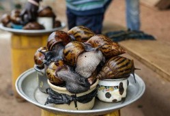 蜗牛吃不吃素瓜