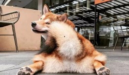 神秘狗吃瓜,揭秘宠物界的神秘现象