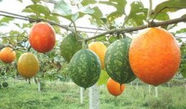 吊瓜不能和什么一起吃,揭秘不能与哪些食物同食的真相