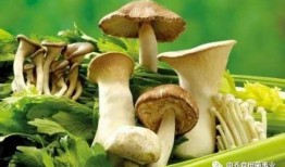 网暴吃瓜爆料蘑菇,吃瓜爆料蘑菇背后的真相揭秘