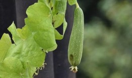 岑岑认真吃瓜,揭秘娱乐圈那些事儿