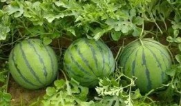 吃西瓜石瓜,吃西瓜石瓜，清凉一夏