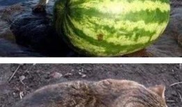 喵酱吃瓜群,揭秘娱乐圈幕后故事