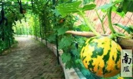 幽默吃瓜趣事,那些让人捧腹的吃瓜趣事大盘点