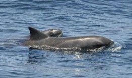 瓜头鲸吃虎鲸,海洋霸主间的神秘对决