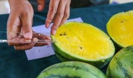 百瓜怎样吃,解锁健康美味新体验