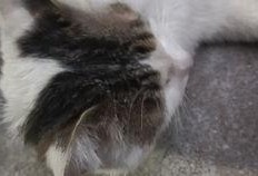 猫吃鲜瓜,探索猫儿美食新天地