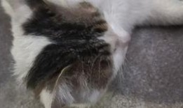 猫吃鲜瓜,探索猫儿美食新天地