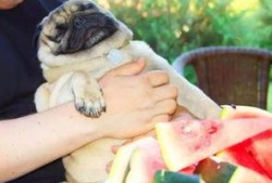 神秘狗吃瓜,揭秘宠物界的神秘现象