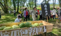 安徽黄山吃瓜,体验徽州特色瓜果文化