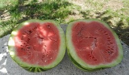 梦到吃金色的瓜