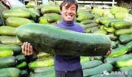 坐地吃瓜人,揭秘现代人的“吃瓜”生活哲学