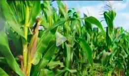 51吃瓜台北娜娜,揭秘网红背后的故事