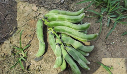 参吃马上吃瓜孑,网络热词背后的趣味与内涵