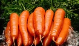 吃瓜少女胡萝卜视频