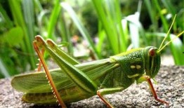 蝈蝈吃瓜吗,揭秘蝈蝈吃瓜之谜