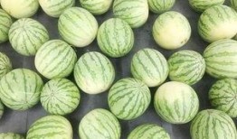 带你吃瓜之广东,广东美食探秘之旅