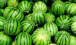 吃瓜沧州职业,职业吃瓜者的日常与传奇