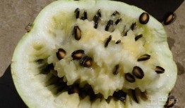 偷瓜不成吃籽瓜好吗,吃籽瓜的奇妙体验