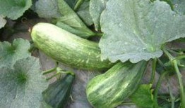 火瓜怎样吃,探索火瓜的多样美味