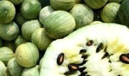 吃什么瓜吃瓜子,从吃瓜到吃瓜子的奇妙之旅