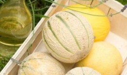 二辰吃瓜吃自己