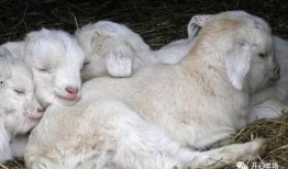 踏月留香吃瓜小羊,一场别开生面的月下盛宴