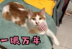 吃瓜少女吃猫粮狗粮
