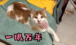 吃瓜少女吃猫粮狗粮