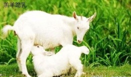 踏月留香吃瓜小羊,一场别开生面的月下盛宴