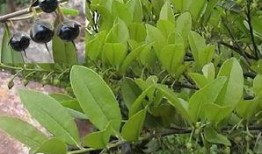 吃黄王瓜,探寻黄王瓜的独特风味与养生之道