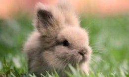 兔子可以吃生瓜