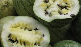 偷瓜不成吃籽瓜好吗,吃籽瓜的奇妙体验