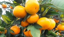 桔梓吃瓜,揭秘娱乐圈幕后故事