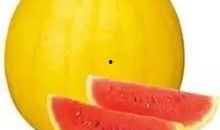 彩虹吃瓜介绍,揭秘网络红人的美食之旅