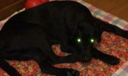 狗头妹吃瓜,揭秘娱乐圈幕后真相