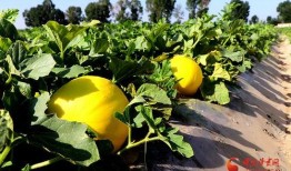 上车吃蜜瓜寓意,上车吃蜜瓜，寓意美好旅程