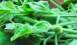 吃瓜菜会肥吗,吃瓜菜真的会导致肥胖吗？揭秘瓜果蔬菜与体重关系