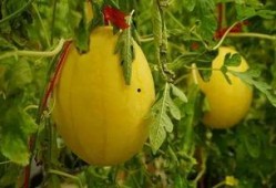 吃瓜黄金短剧,揭秘娱乐圈背后的秘密与笑料