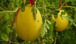 吃瓜黄金短剧,揭秘娱乐圈背后的秘密与笑料