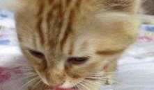 猫吃小瓜,揭秘猫为何钟爱小瓜的秘密