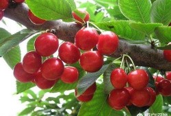 樱桃在线吃瓜,揭秘网络吃瓜文化新趋势