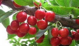 樱桃在线吃瓜,揭秘网络吃瓜文化新趋势