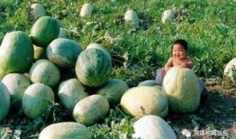 山东吃瓜事件网红,网络舆论的风暴与反思