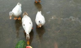 欣欣鸭吃瓜,欣欣鸭的瓜界探险记