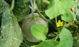 吃的瓜怎么留种,如何科学留种吃出健康美味